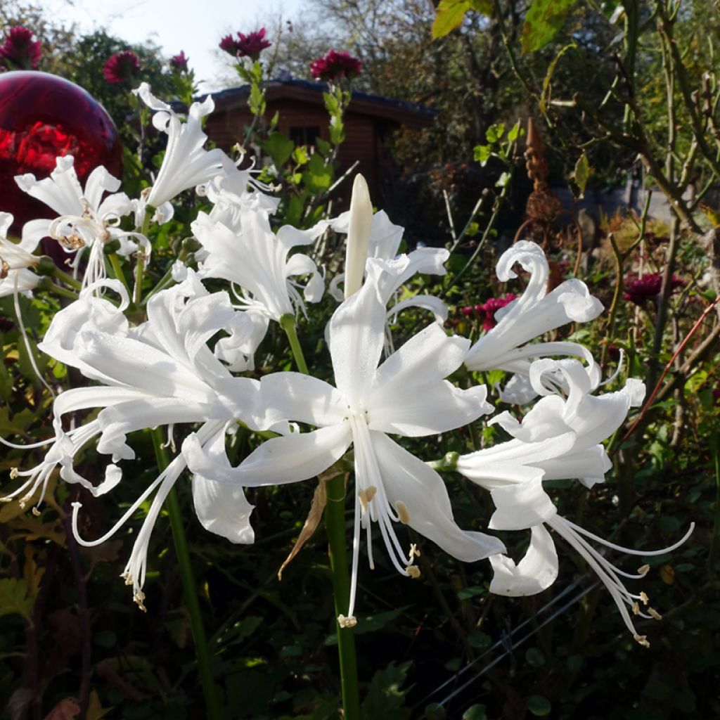 Nerine bowdenii Bianca Perla