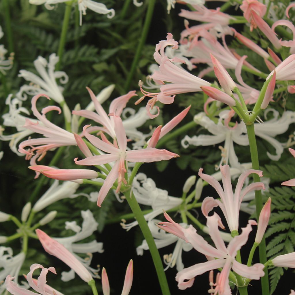 Nerine bowdenii Vesta K