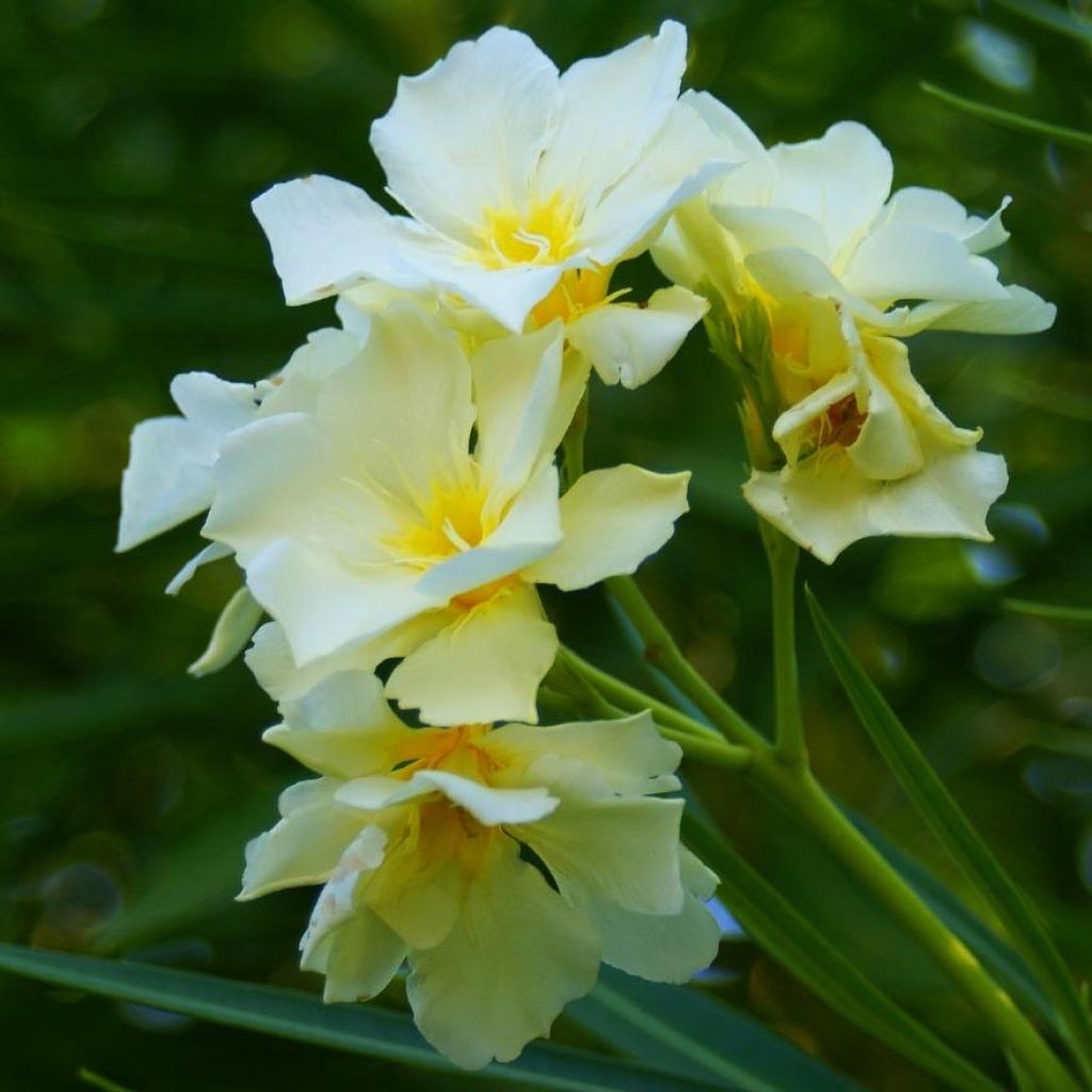 Nerium oleander Luteum Plenum