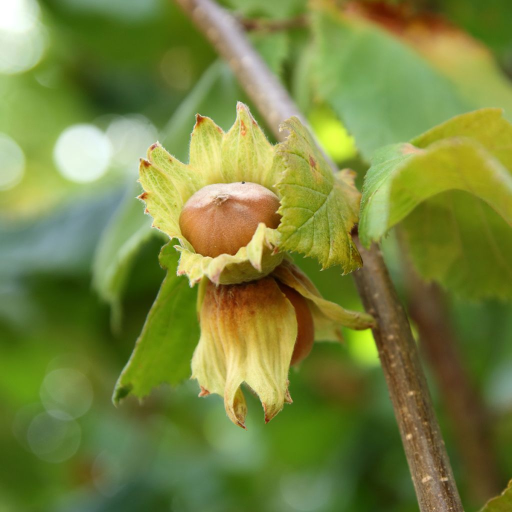 Corylus avellana Tonda Gentile Trilobata