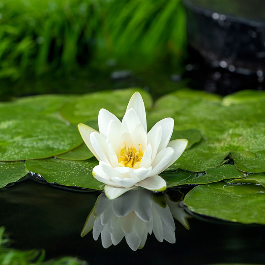 Nymphaea Albatros - Waterlily