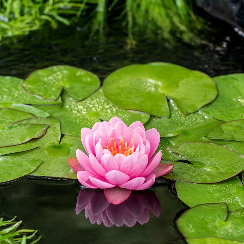 Nymphaea American Star - Water Lily