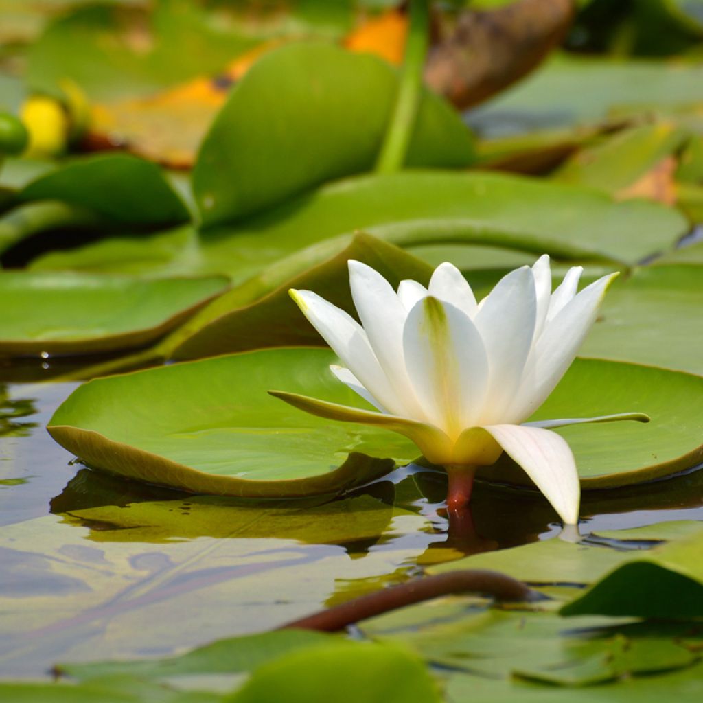 Nymphaea candida