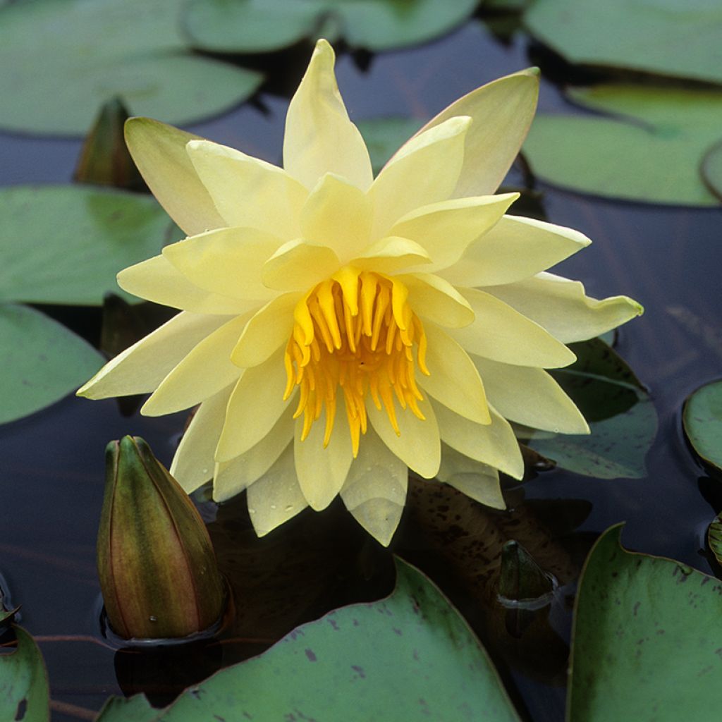 Nymphaea Charlene Strawn