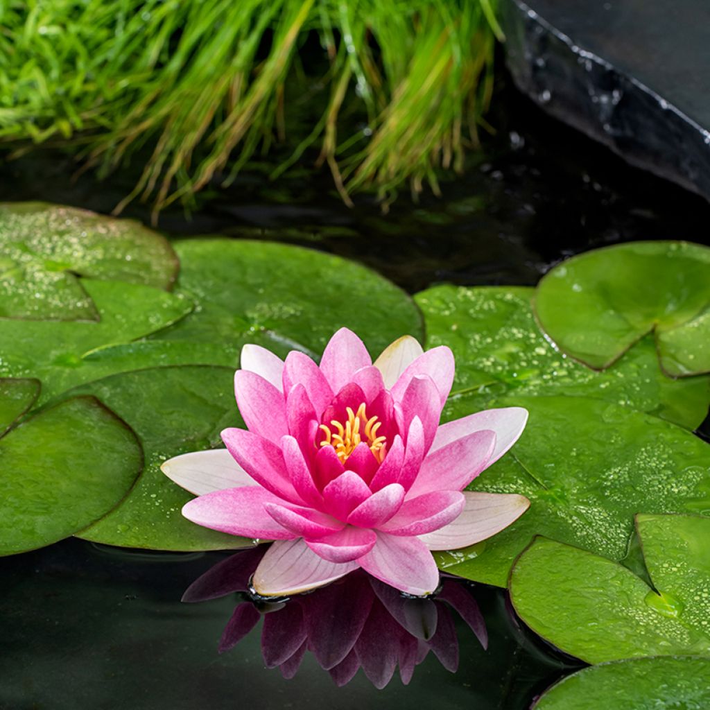 Nymphaea Charles de Meurville - Water Lily