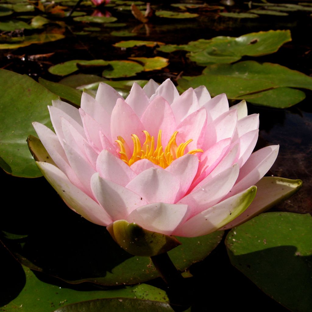 Nymphaea Darwin