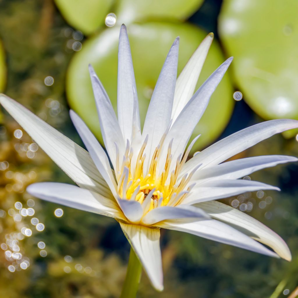 Nymphaea Dauben - Waterlily