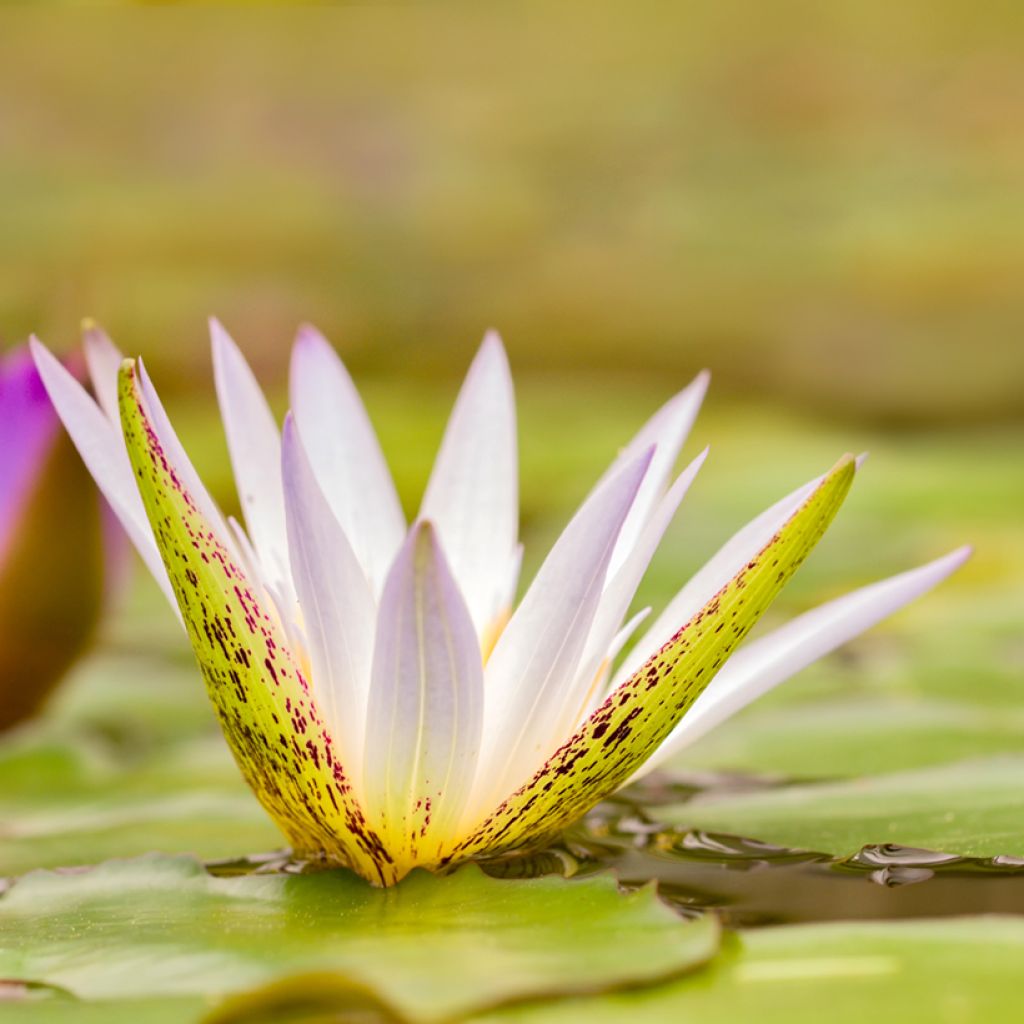 Nymphaea Dauben - Waterlily