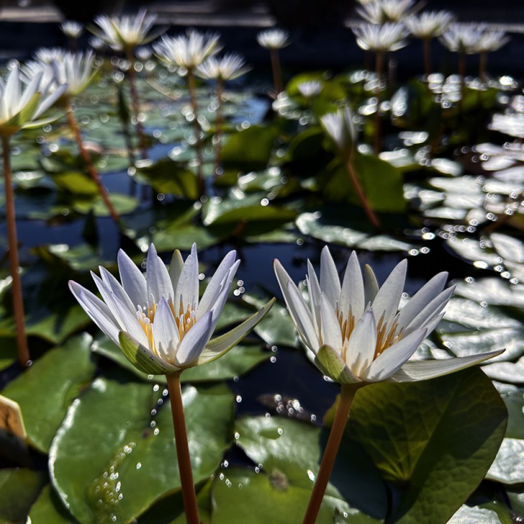 Nymphaea Dauben - Waterlily