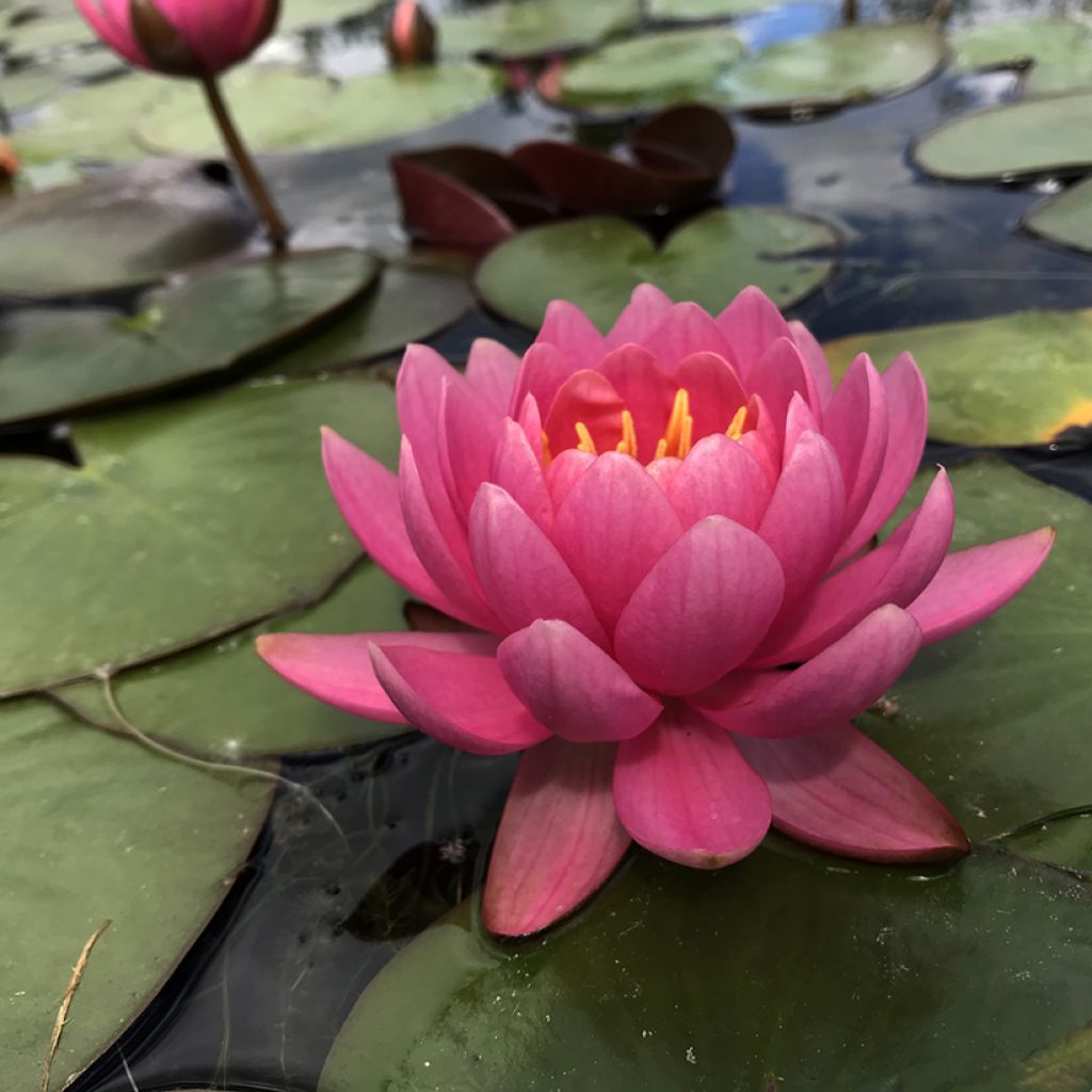 Nymphaea Eros