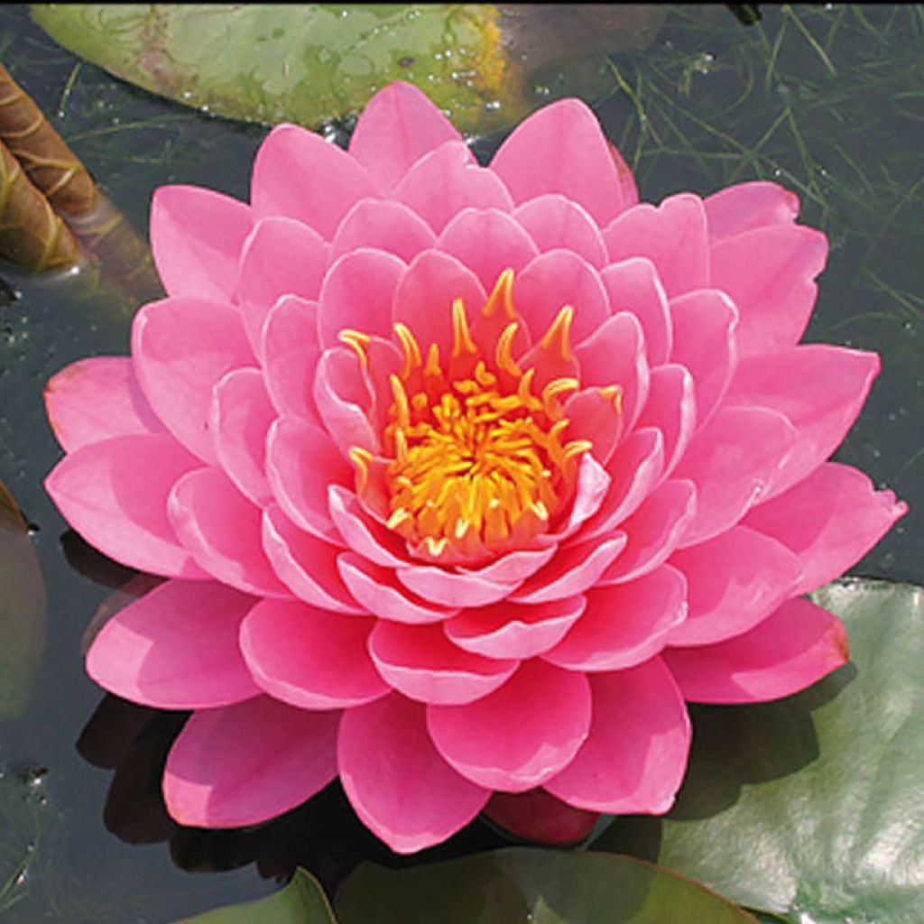 Nymphaea Fire Opal - Water Lily