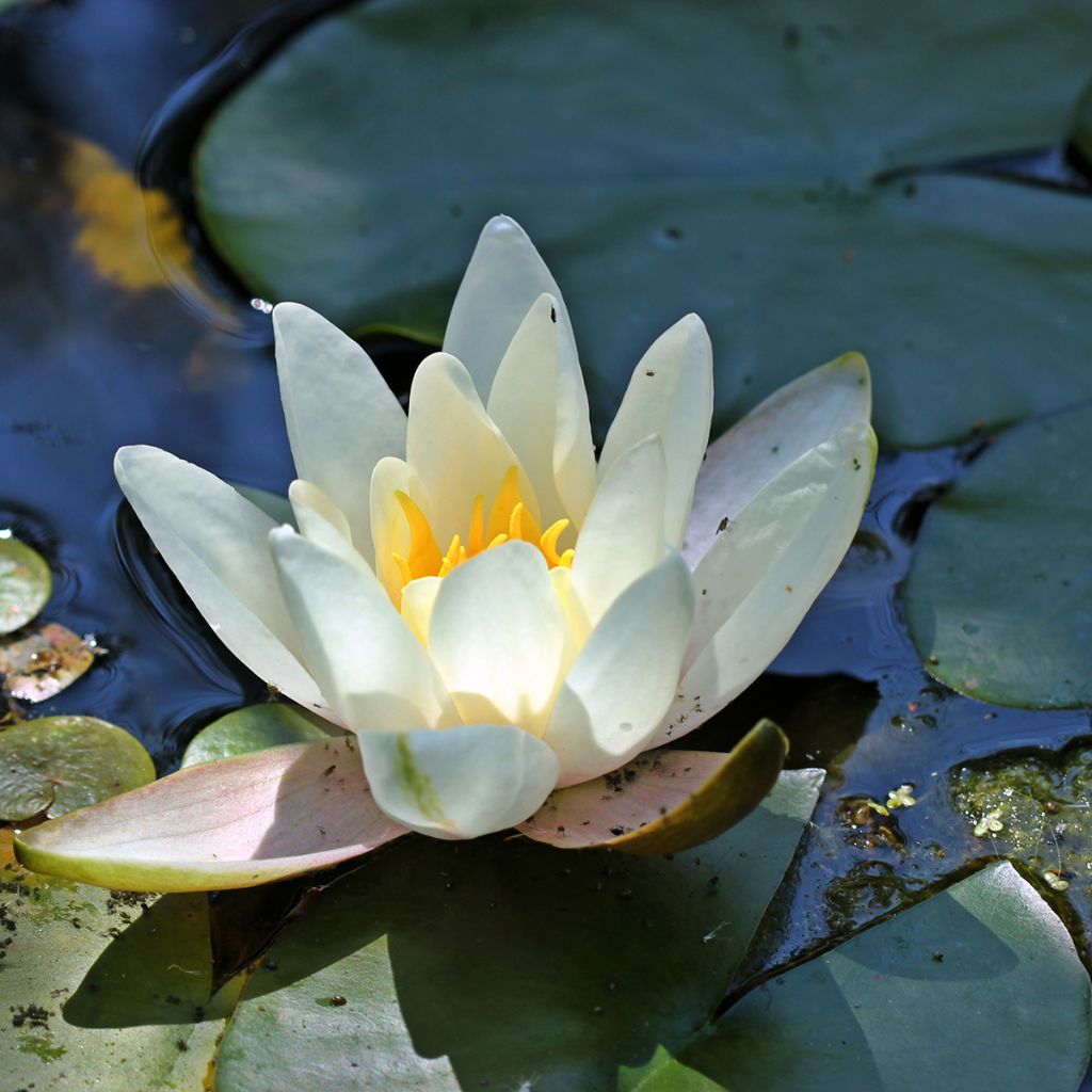 Nymphaea Hermine