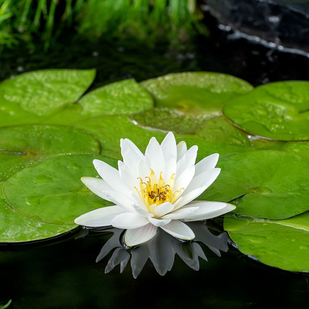 Nymphaea Marliacea Albida - Water Lily