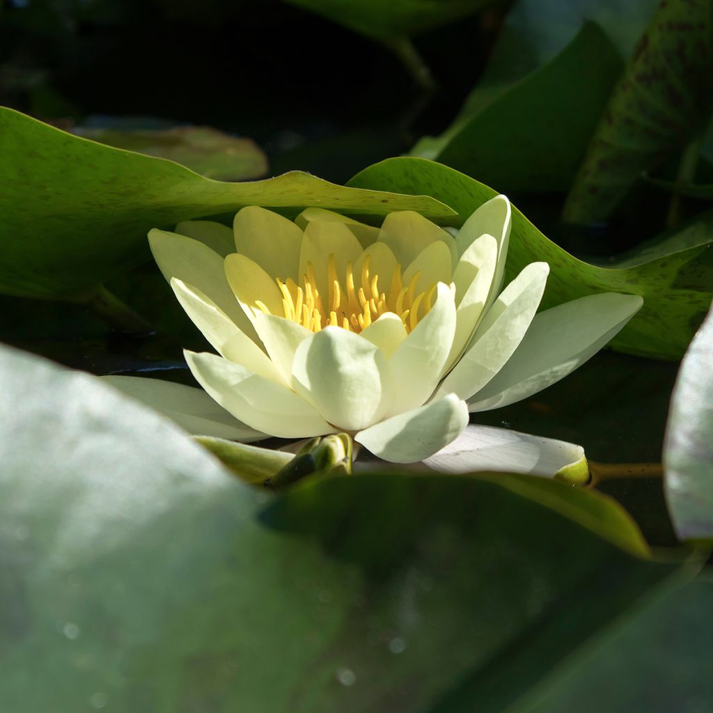 Nymphaea Marliacea Chromatella - Water Lily