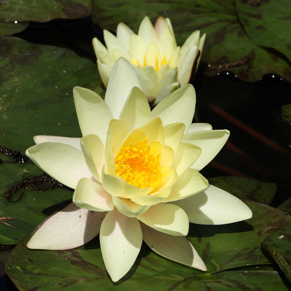 Nymphaea Marliacea Chromatella - Water Lily