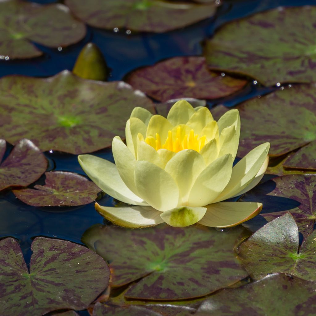 Nymphaea Marliacea Chromatella - Water Lily