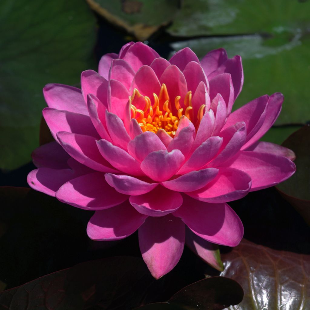 Nymphaea Fire Opal - Water Lily