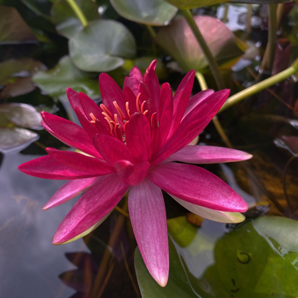 Nymphaea Perry's Red Glow - Water lily