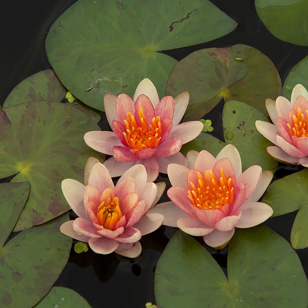 Nymphaea Phoebus - Water Lily