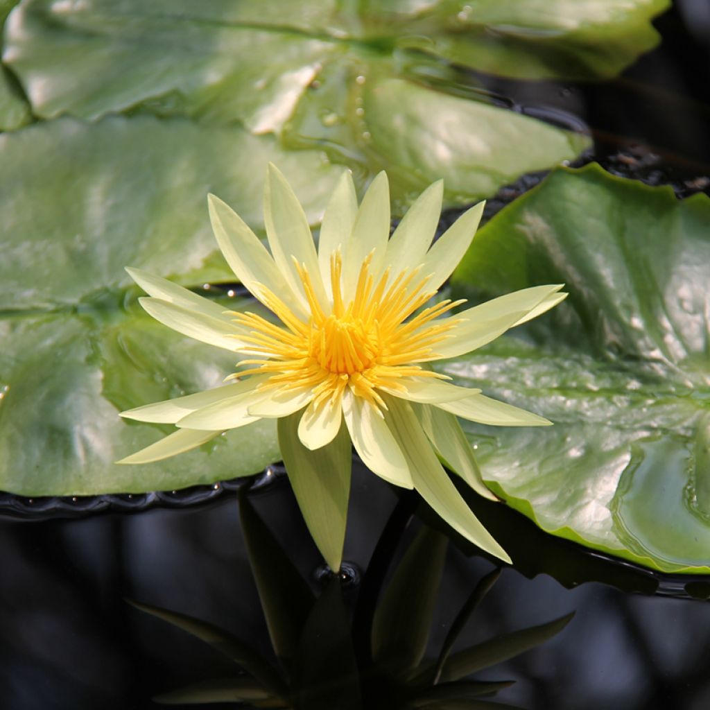 Nymphaea St. Louis Gold - Water lily