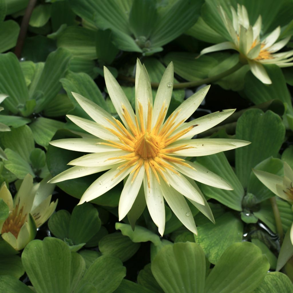 Nymphaea St. Louis Gold - Water lily