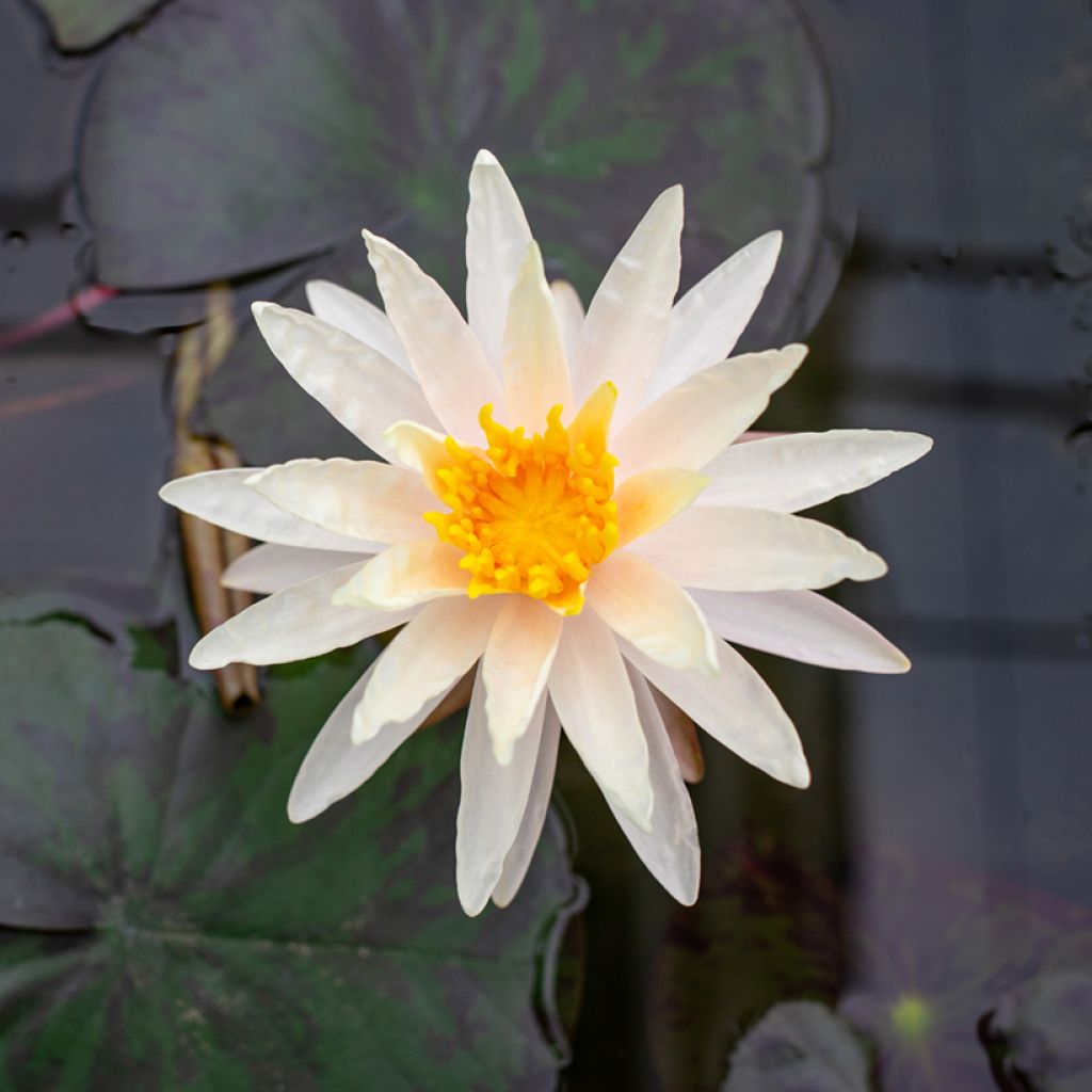 Nymphaea Starbright - Waterlily