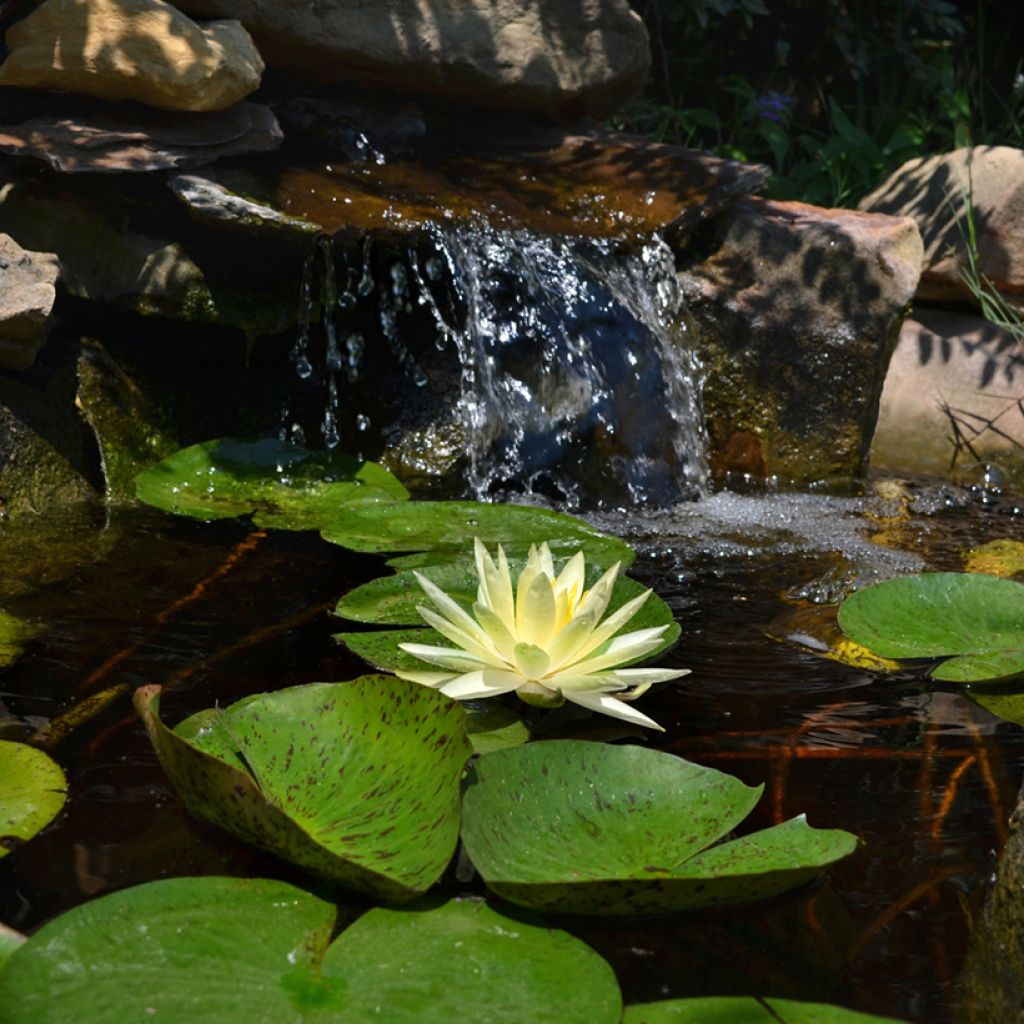 Nymphaea Texas Dawn - Water lily