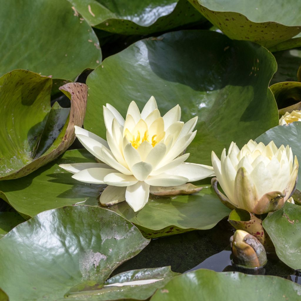 Nymphaea Texas Dawn - Water lily