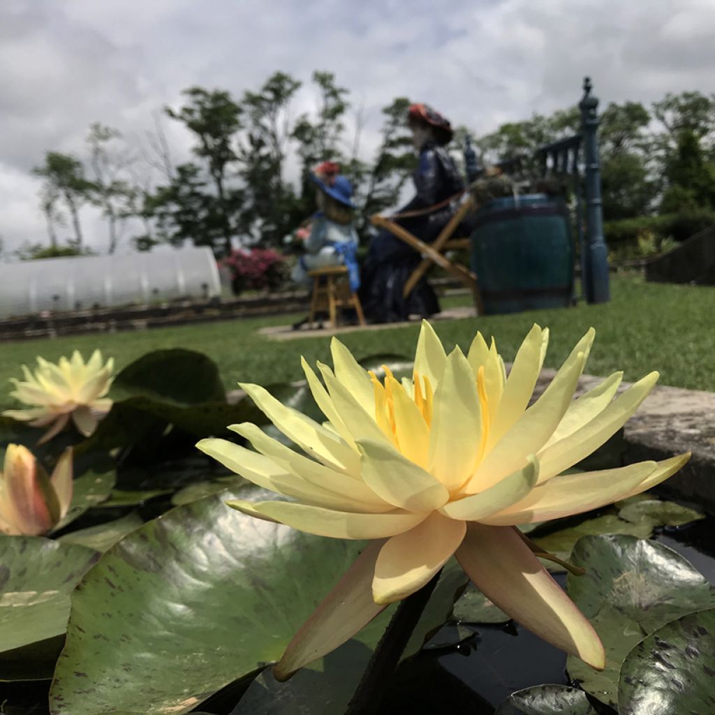 Nymphaea Texas Dawn - Water lily