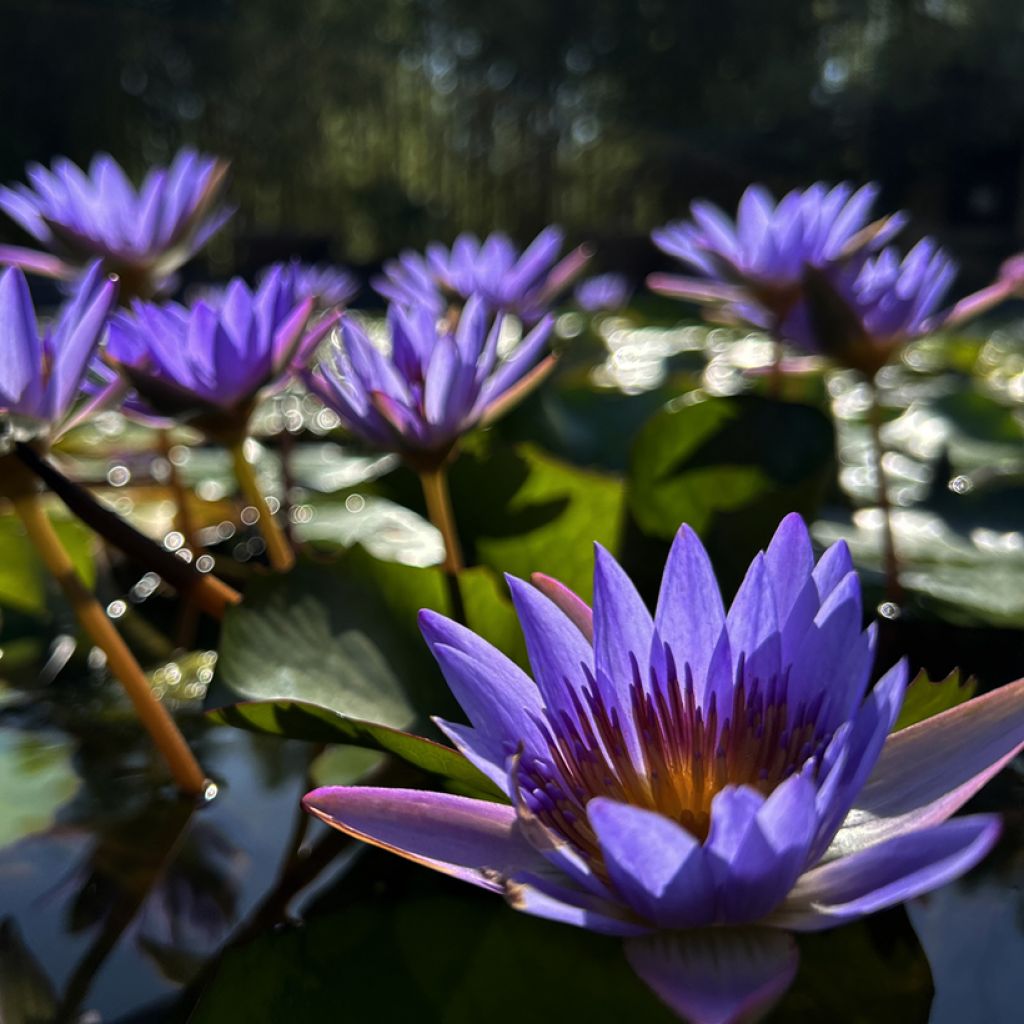 Nymphaea Tina