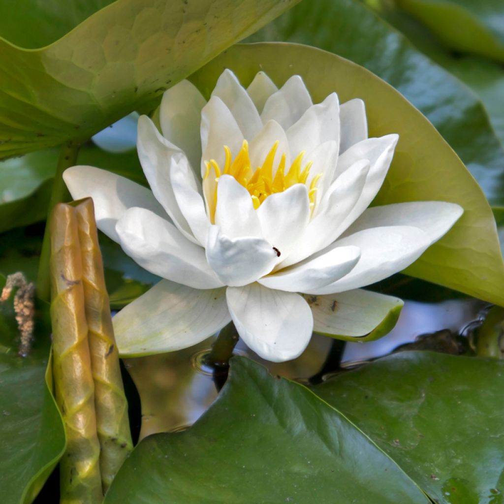 Nymphaea Virginalis - Water lily