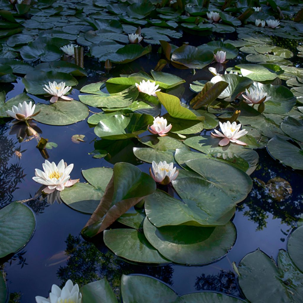 Nymphaea Virginalis - Water lily