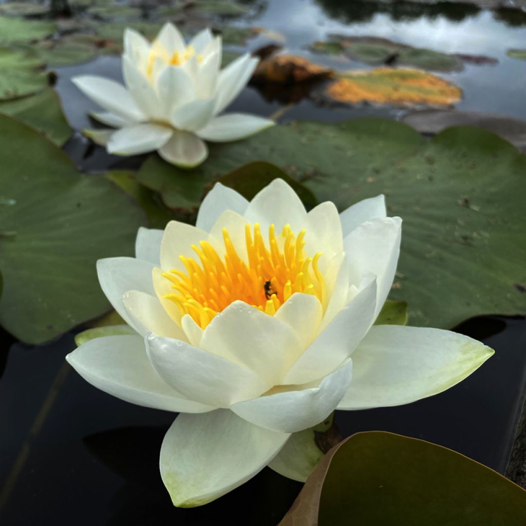 Nymphaea Virginalis - Water lily