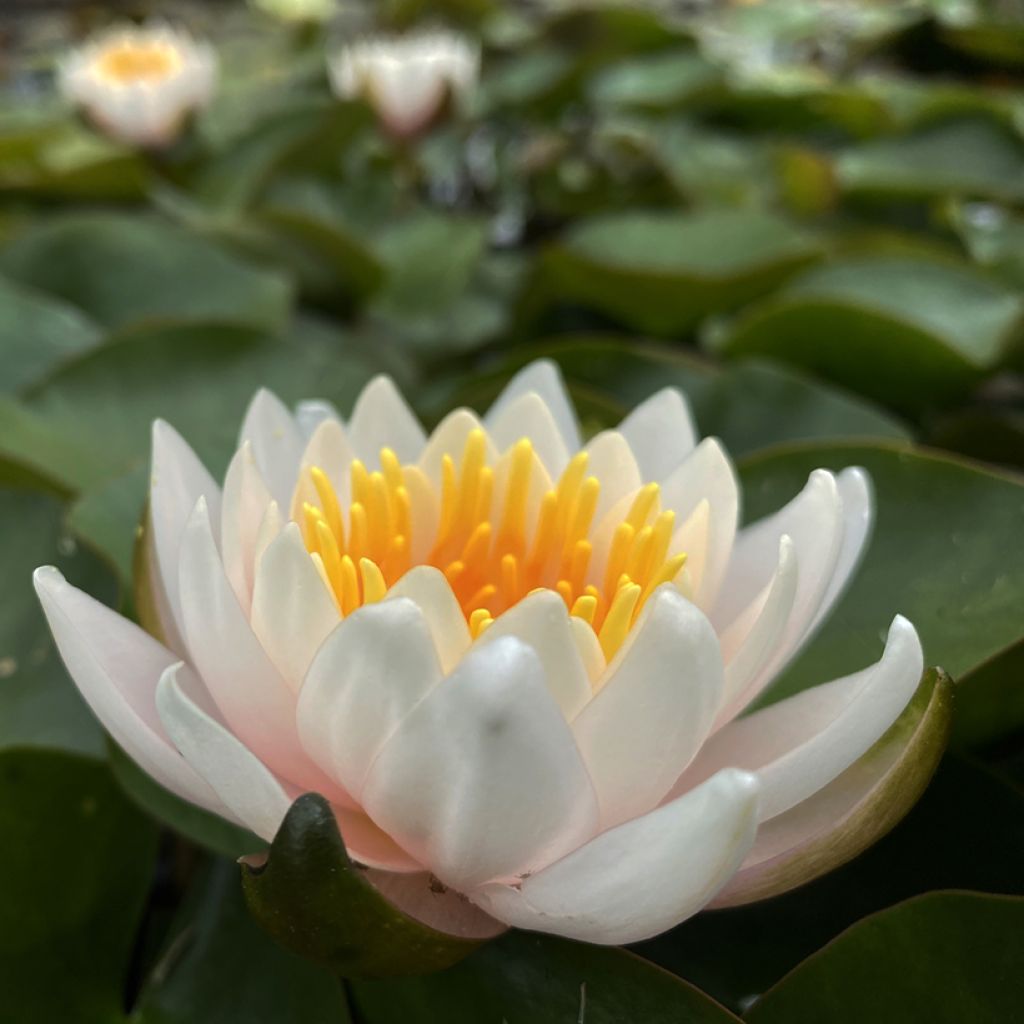 Nymphaea Walter Pagels - Water lily