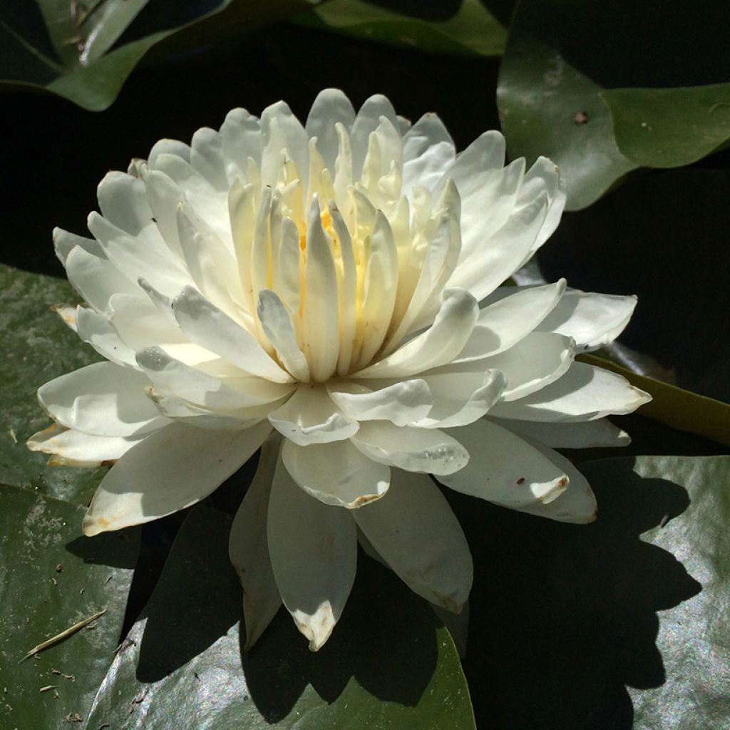 Nymphaea White 1000 Petals - Water lily