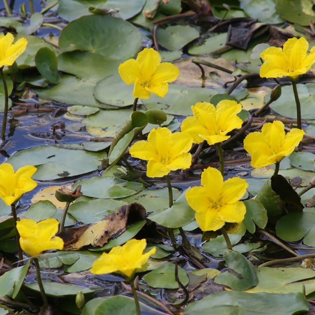 Nymphoides peltata - yellow floating heart