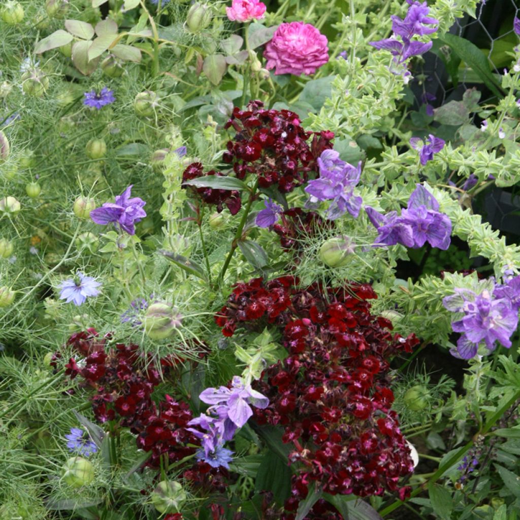 Dianthus barbatus Nigrescens Sooty