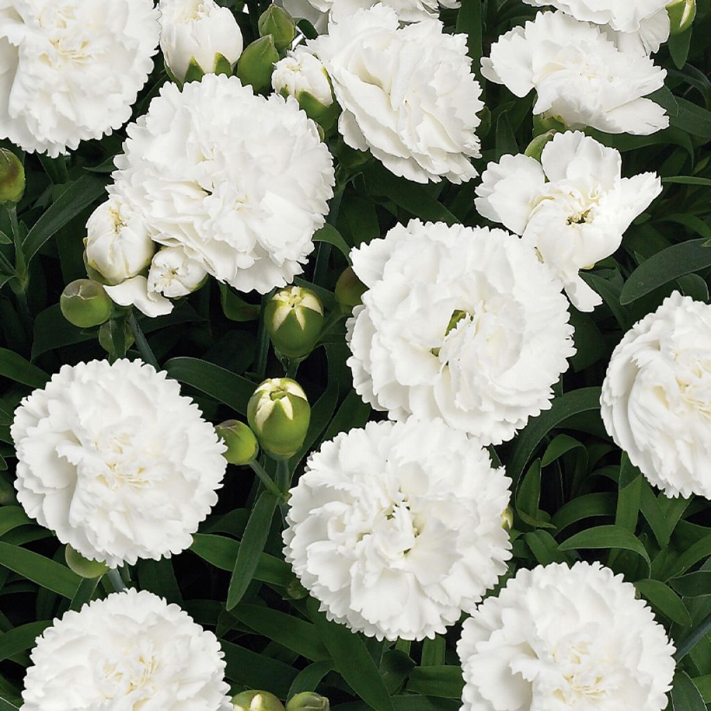 Dianthus Sunflor Cosmos