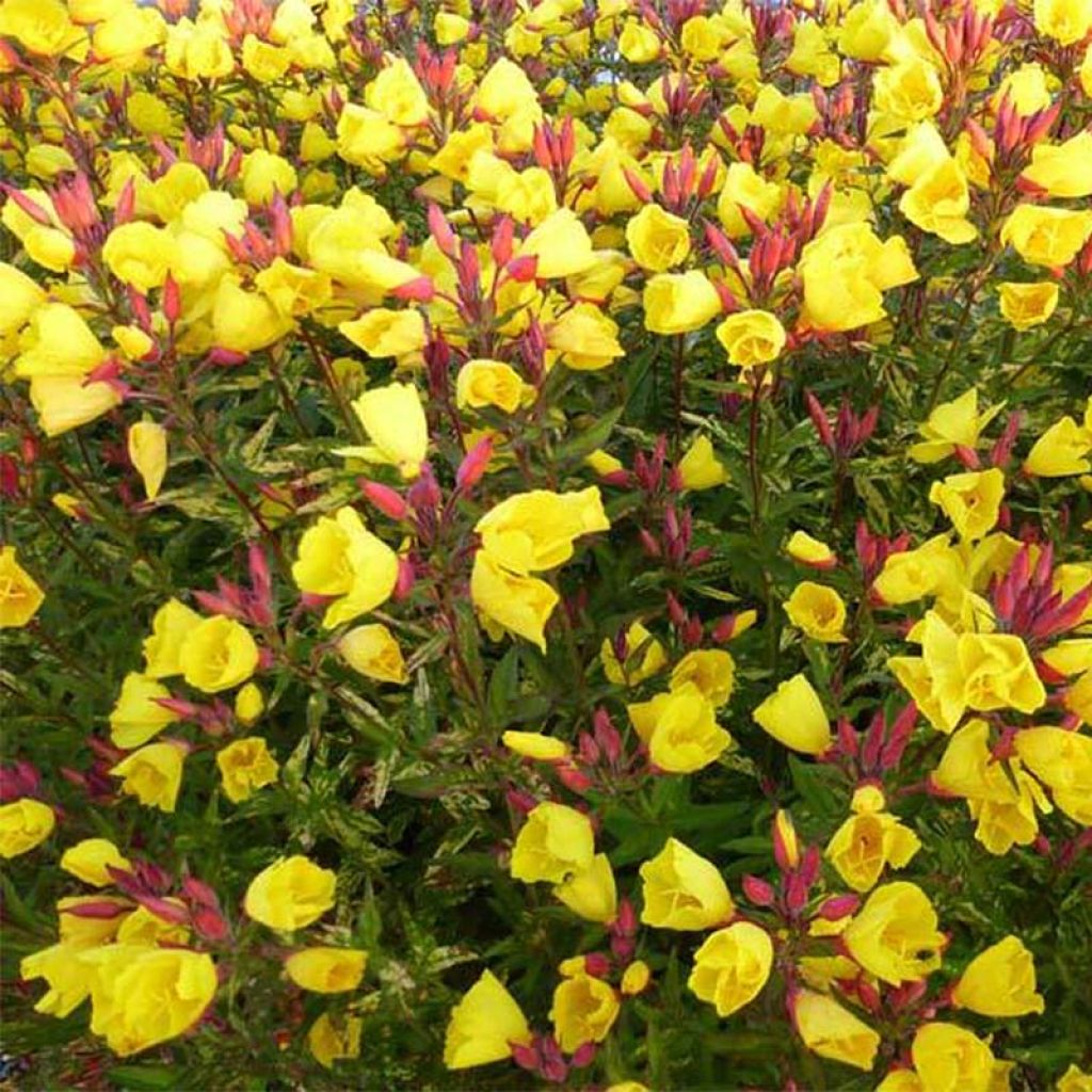 Oenothera fruticosa Camel - Evening Primrose