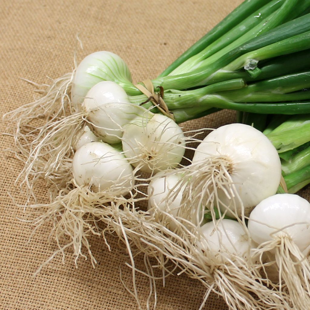 White Onion Premier - Vilmorin Seeds