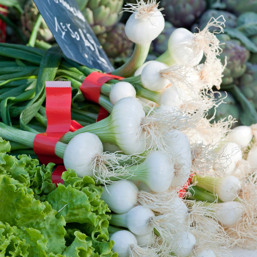 White Onion Blanc de Paris - Vilmorin Seeds