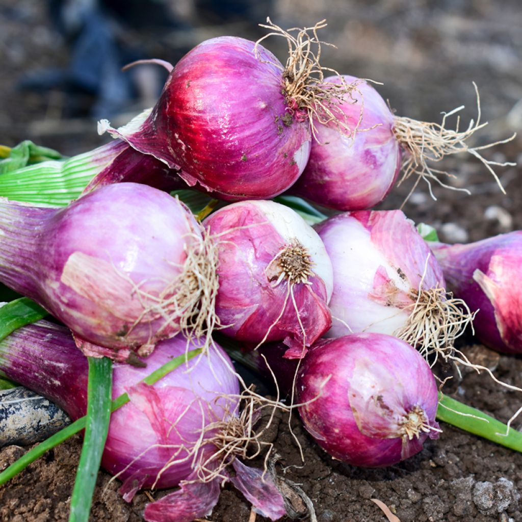 Purplette Onion - Allium cepa