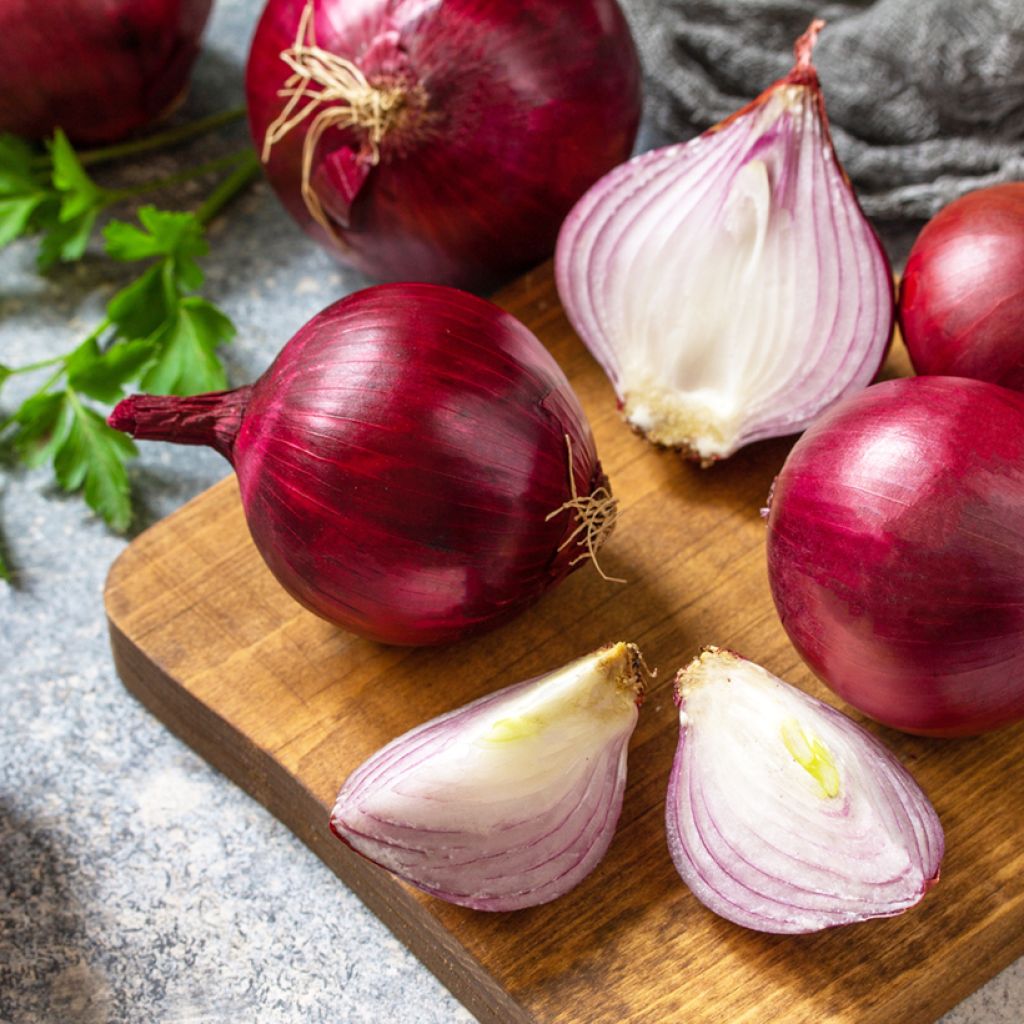 Rossa di Toscana Onion - Allium cepa