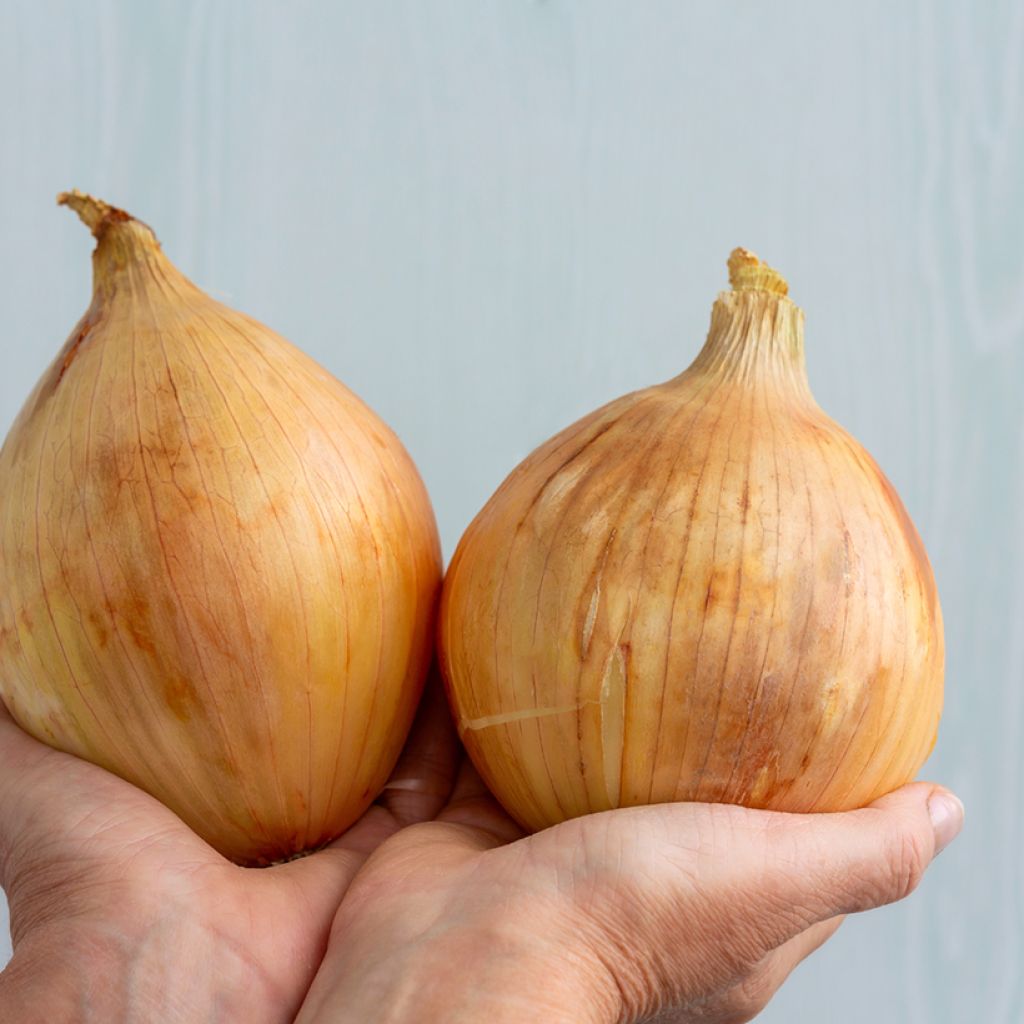 Giant Onion Kelsae