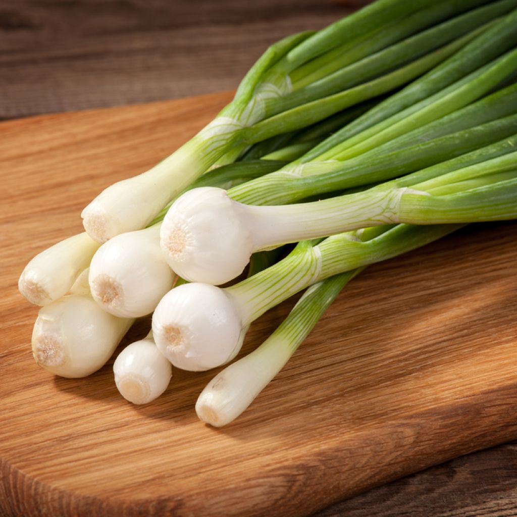 Pompeii White Onion - Allium cepa