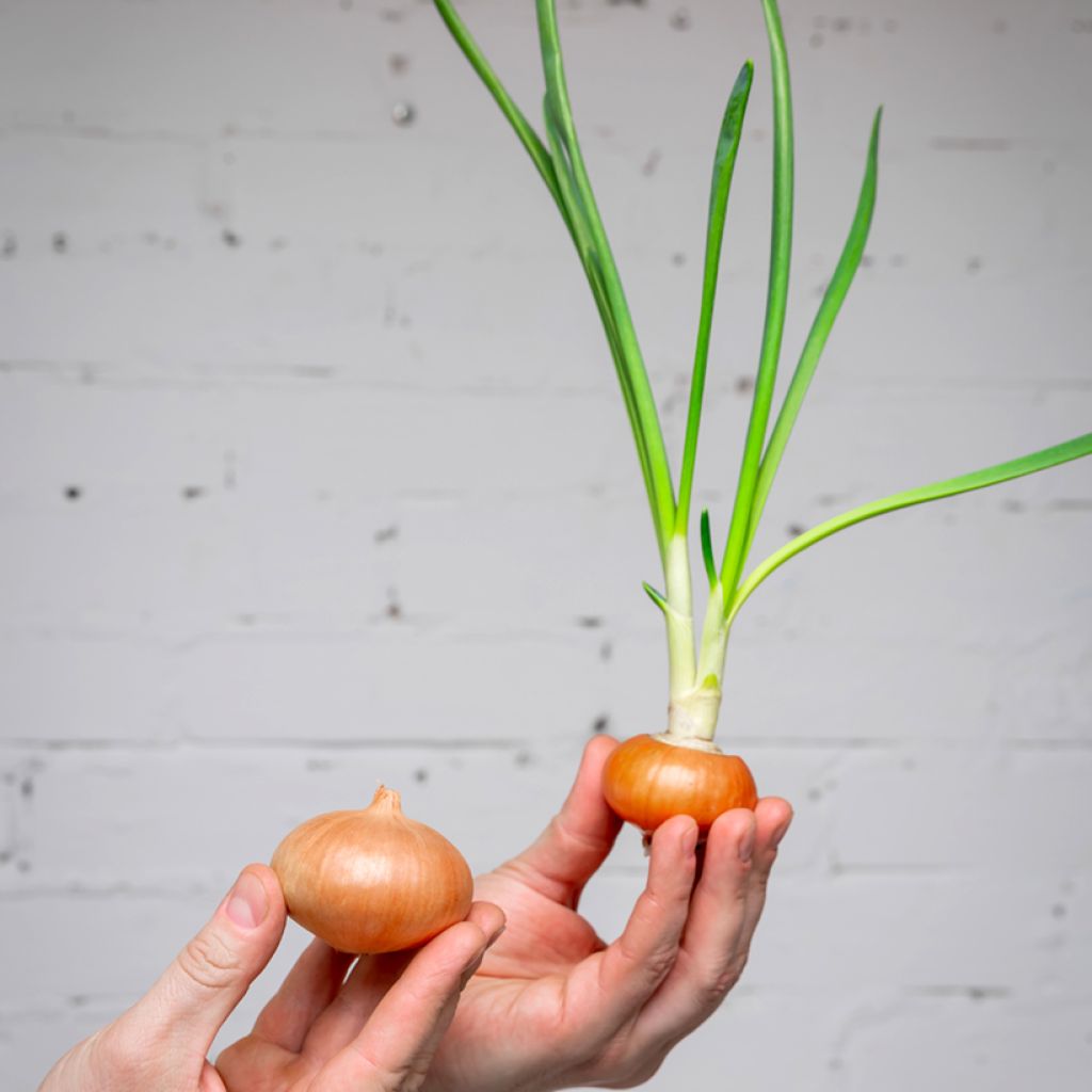 Allium cepa Stuttgarter organic seed - yellow onion