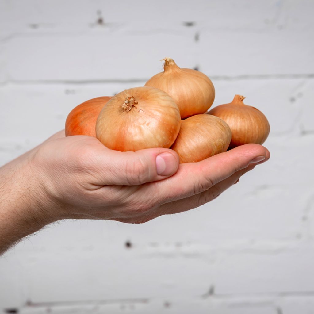 Allium cepa Stuttgarter organic seed - yellow onion