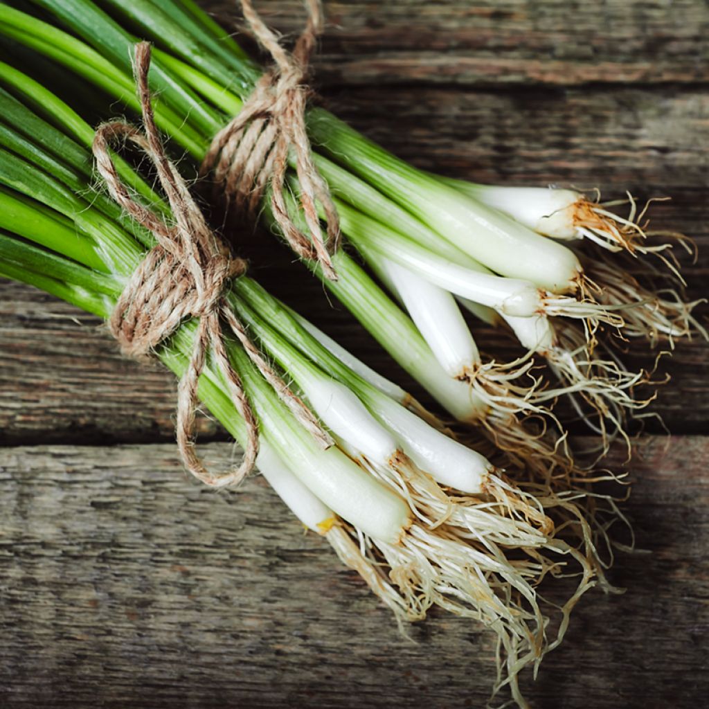 Spring Onion Cipollotto White Lisbon - Allium cepa