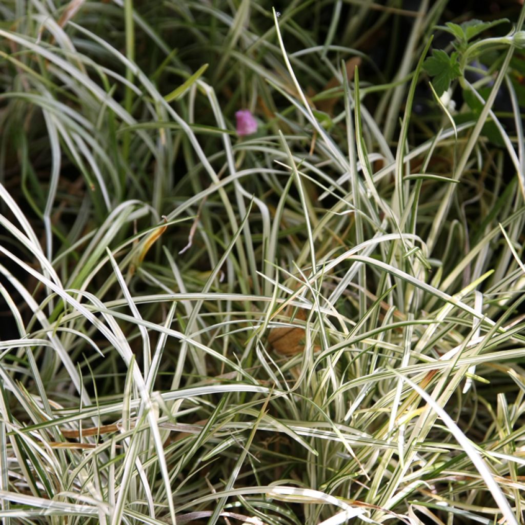 Ophiopogon japonicus Silver Mist