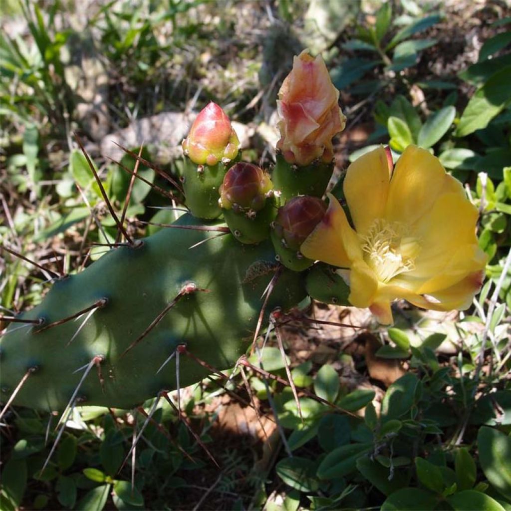 Opuntia anacantha - Prickly Pear